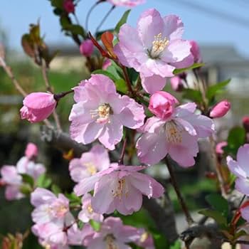 ぴ 花苗 6株 楽天市場】さつき 苗 【雅姫/みやびひめ】 4号ポット苗 単品 or